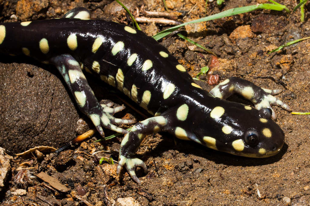 California Tiger Salamander