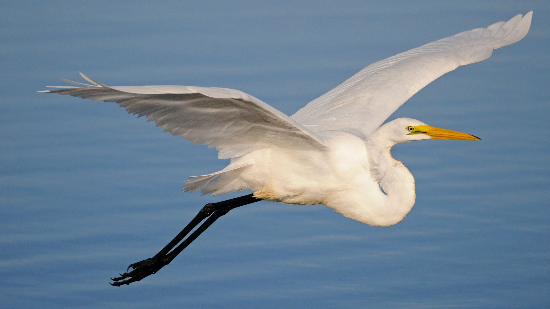 Great Egret