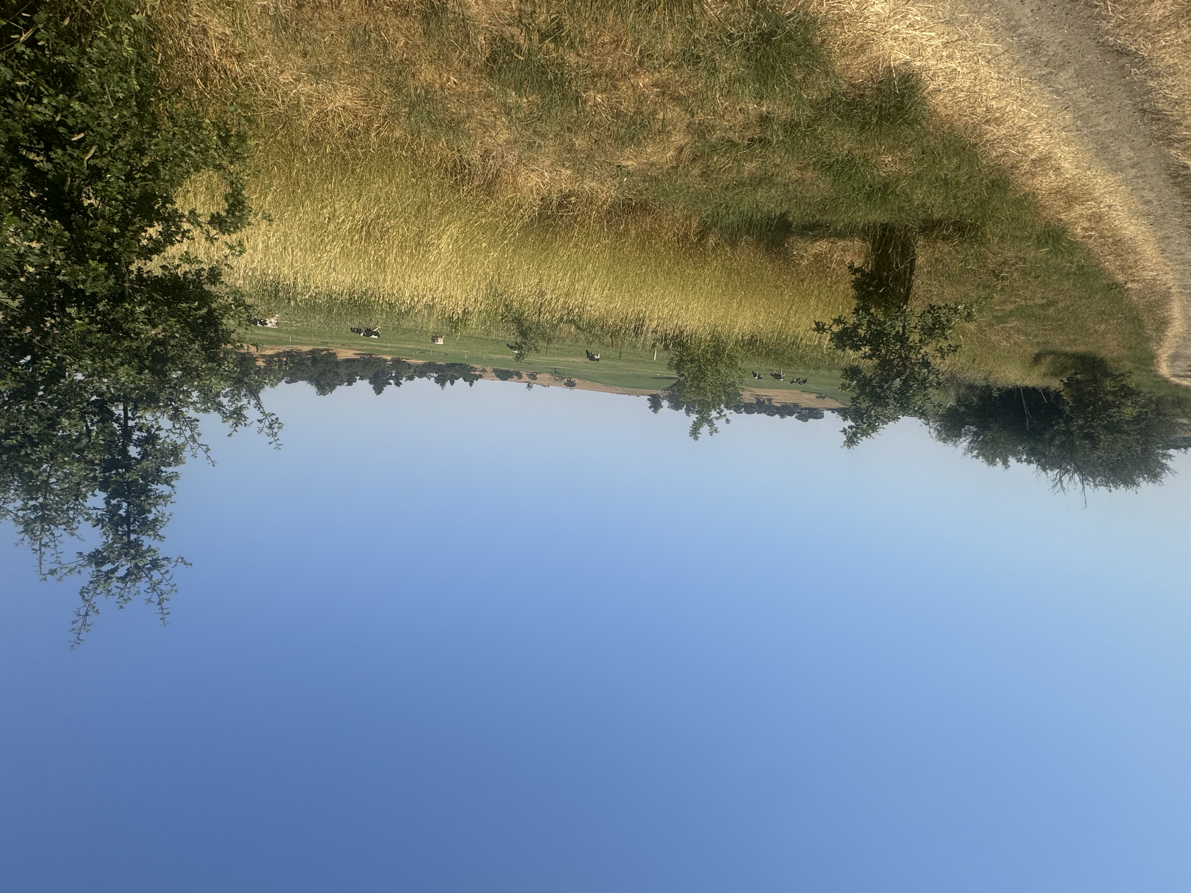 Laguna landscape