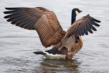 Canada Goose
